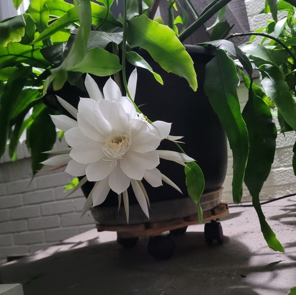 Mitzie & Shadow's NWT, NWOT, LIKE NEW. - Picture 7 of 7